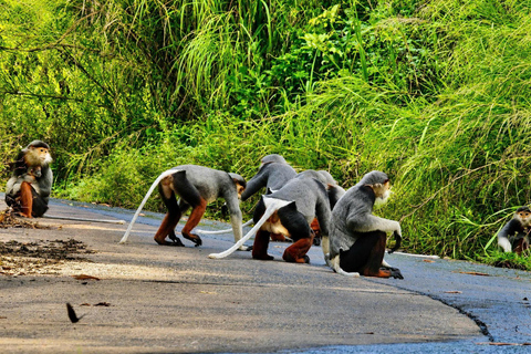 Son Tra Mountain Sunrise Monkey Watching Tour by Motorbike Son Tra Mountain Sunset Monkey Watching by Motorbike Tour