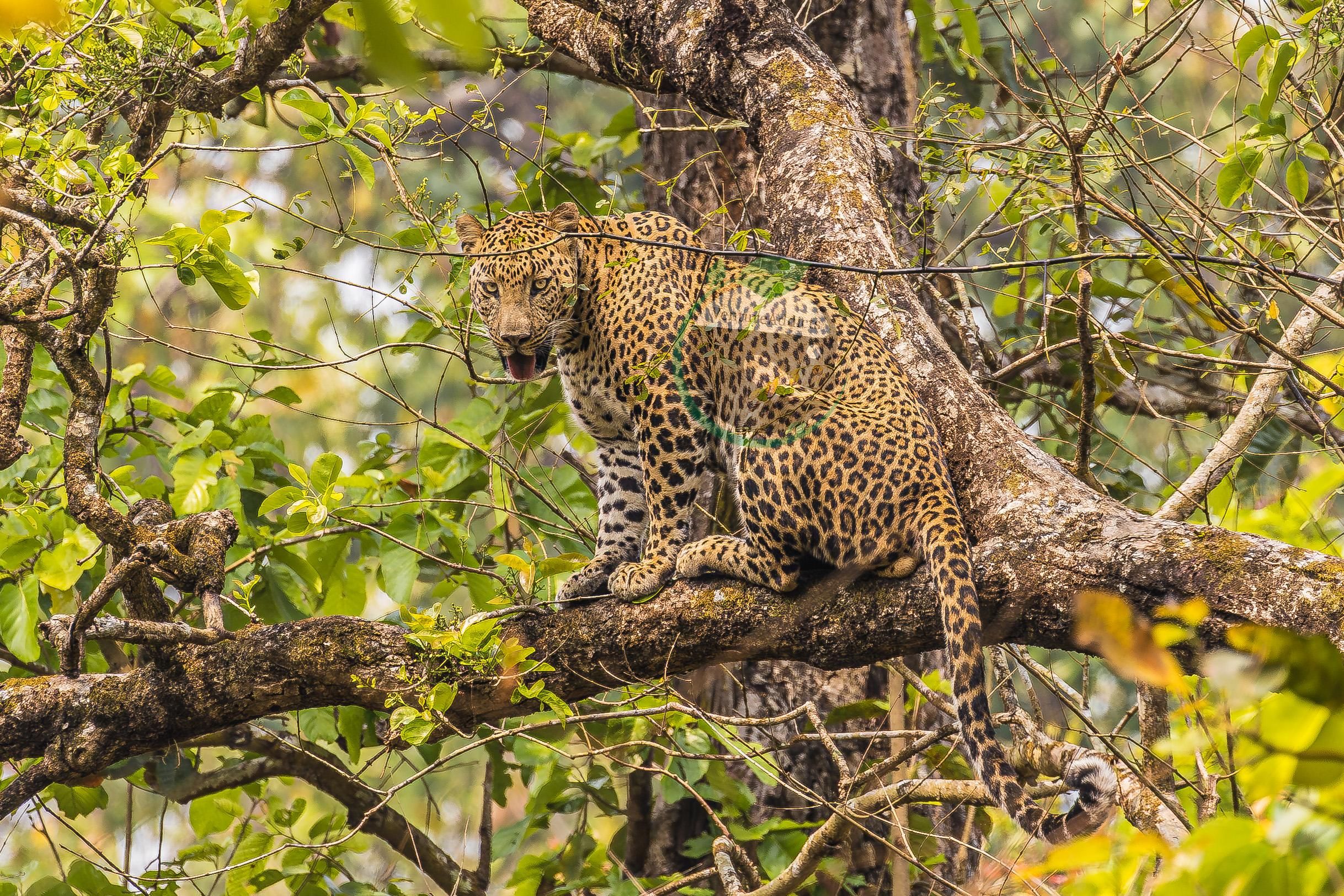 Chitwan: 4-Tages-Safaripaket „Big Five“