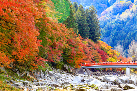 Nagoya: Autumn Korankei Gorge & Shikizakura Highlights Tour Shared Tour, Meet at Chubu Electric Power MIRAI Tower