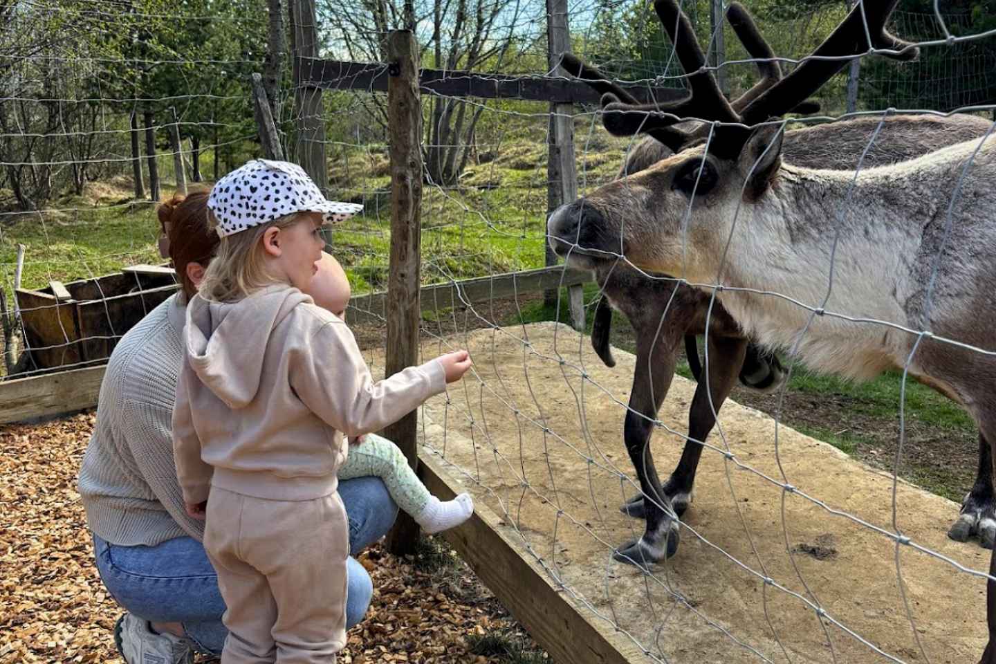 Da Seyðisfjörður: Tour al Canyon di Stuðlagil e Parco delle Renne