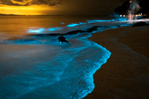 Phuket: Plâncton bioluminescente da baía de Phang Nga e canoas marítimasSem traslado do hotel