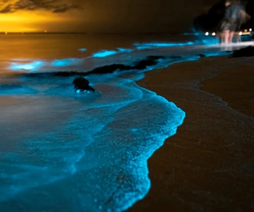 Phuket: Phang Nga Bay Bioluminescent Plankton and Sea Canoes