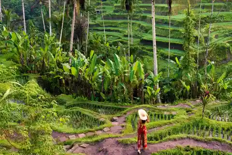 Ubud: Excursão personalizada de um dia a cachoeiras, templos e terraços de arroz