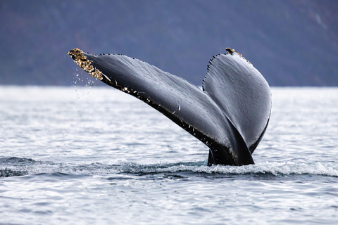 From Tromsø or Skjervøy: Whale Safari by RIB Boat From Skjervøy: Whale Safari by RIB Boat (NO TRANSFER)