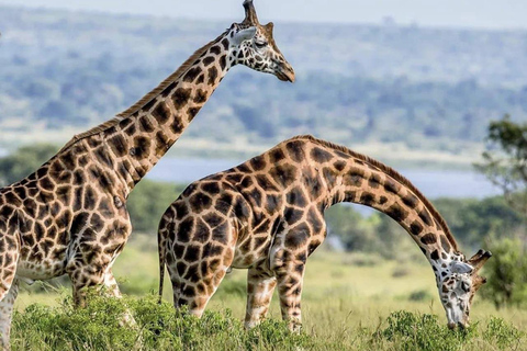 15 jours de safari au Rwanda avec trekking des gorilles.