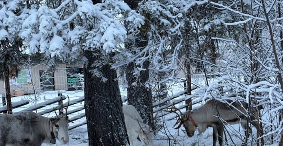 Levi: Meet & Feed Reindeer with Stories About Arctic Life