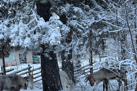Levi: Meet & Feed Reindeer – Authentic Lapland Experience