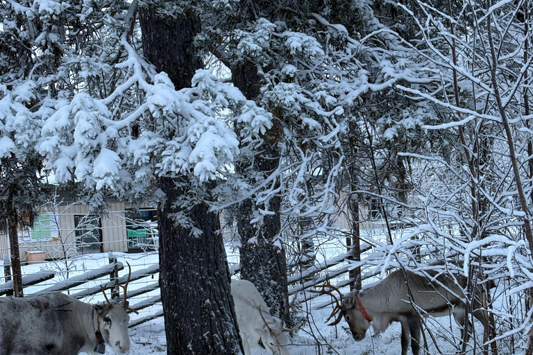 Levi: Meet & Feed Reindeer – Authentic Lapland Experience