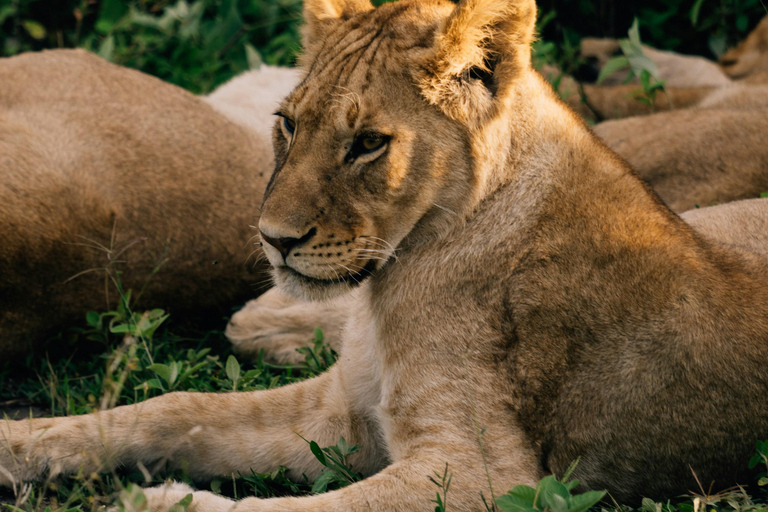 Depuis Arusha : Excursion d'une journée au cratère du Ngorongoro avec safariDepuis Arusha : Excursion au cratère du Ngorongoro avec safari