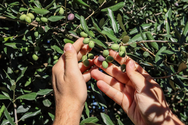 Sorrento: Geführte Besichtigung der Olivenmühle mit Verkostung