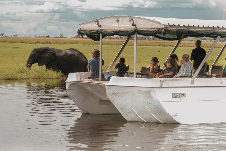 Excursión de un día a Chobe con almuerzo: Desde las cataratas Victoria