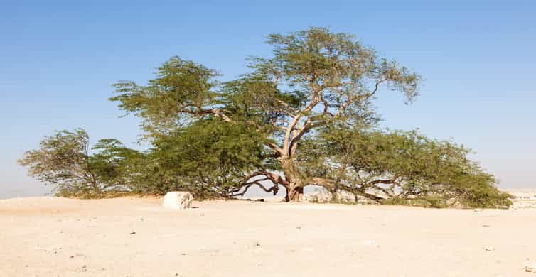 Bahrain: Guided City Highlights Tour with Lunch photo 6
