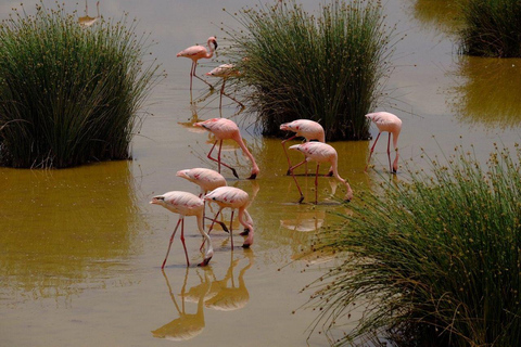 Nairobi: 4 Days epic trip to Amboseli, Tsavo West & East