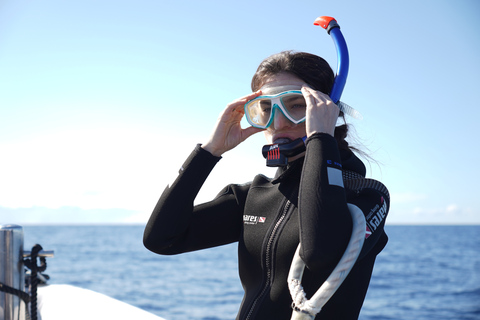 Depuis Funchal : Aventure avec les dauphins en bateau rapide