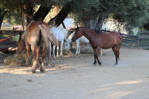 Corfu: Donkey Sanctuary and Farm Tour with Lunch Corfu: Donkey Sanctuary,Horse Riding,Farm Tour with Lunch