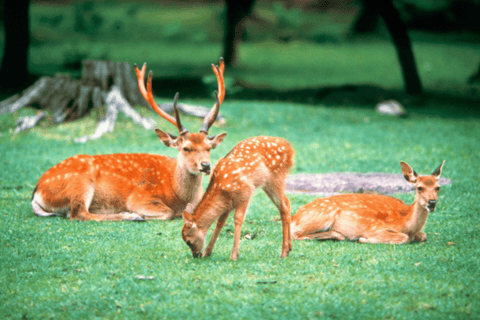 Kyoto/Osaka: Kyoto and Nara Customized Private Guided Tour