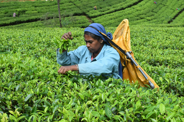 Sri Lanka: 5-Day Guided Tour with Transfers and Hotels