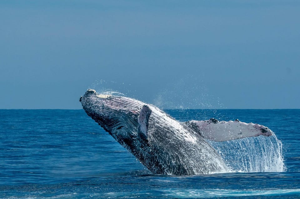 Whale et dolphin regardant à Uvita Costa Rica - Housity
