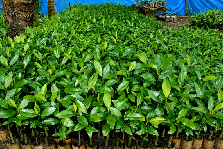 Kerala: Uncover Backwater Mangroves by Country Boat Trails