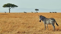 3 jours Masai Mara rejoindre Safari de Nairobi - Hizvo
