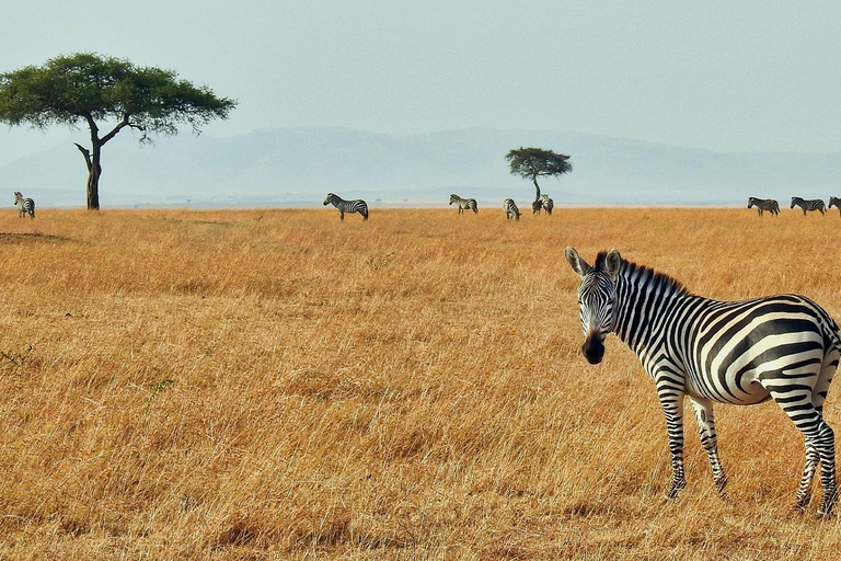 3-Days Masai Mara Joining Safari From Nairobi 3-Days 2 Nights Masai Mara Safari From Nairobi
