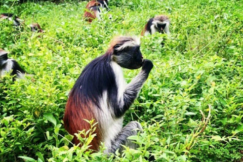 Zanzibar: Blå lagunen, sjöstjärnor och Jozani-skogenTransfer till hotell var som helst på Zanzibar