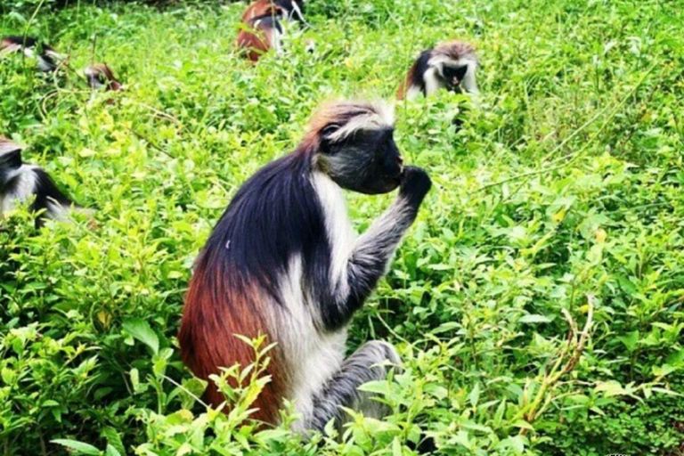 Zanzibar: Blå lagunen, sjöstjärnor och Jozani-skogenTransfer till hotell var som helst på Zanzibar