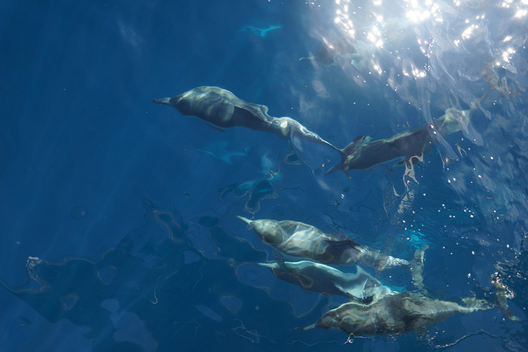 San Diego: Rejs z obserwacją wielorybów na jachcie America