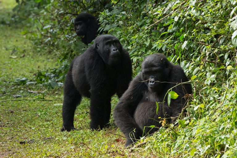 Uganda: 4-Day Bwindi Impenetrable Forest National Park Tour