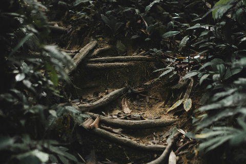 Khao Sok : Trekking privé d&#039;une journée, dîner dans la jungle et safari de nuit