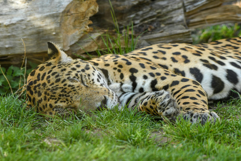 Salzburg Zoo Hellbrunn Skip-the-line Tickets & Private Car