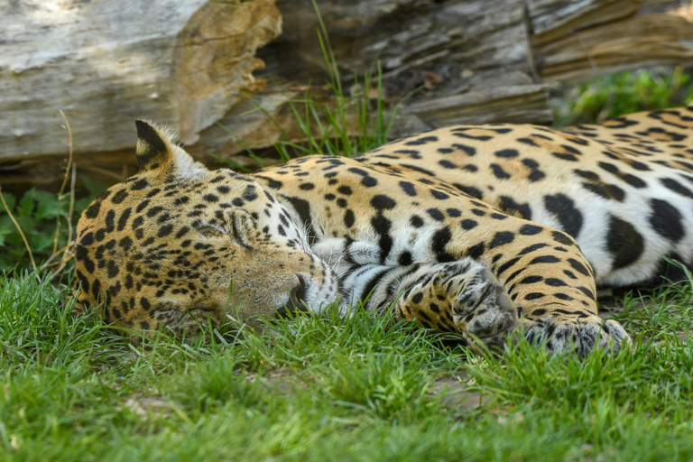 Salzburg Zoo Hellbrunn Skip-the-line Tickets & Private Car