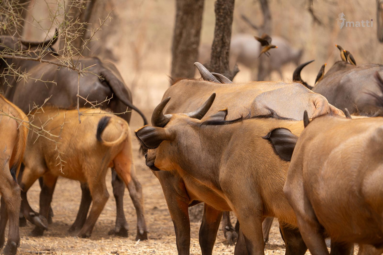 Rezerwat dzikiej przyrody Bandia i wycieczka nad różowe jezioro