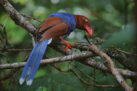 From Galle/Mirissa: Kalametiya Bird Sanctuary Boat Safari Hambantota: Kalametiya Bird Sanctuary Boat Safari-Private
