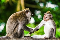 From Kuala Lumpur, Full-Day Taman Negara National Park - Housity