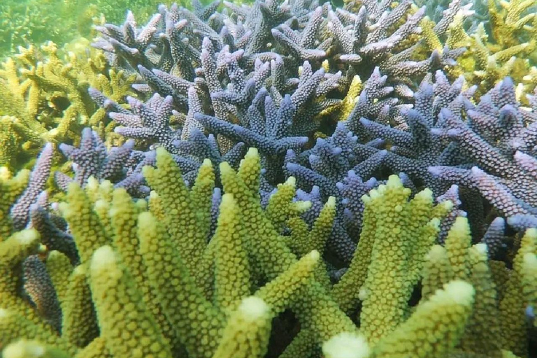 Excursion d&#039;une journée avec plongée en apnée Gili Layar/Gili Gede&amp;Gili Rengit