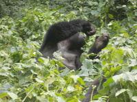 3 giorni Bwindi Gorilla trekking - Hizvo