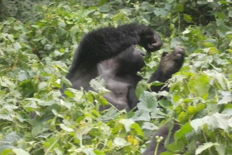 3 Dagen Bwindi Gorilla Trek