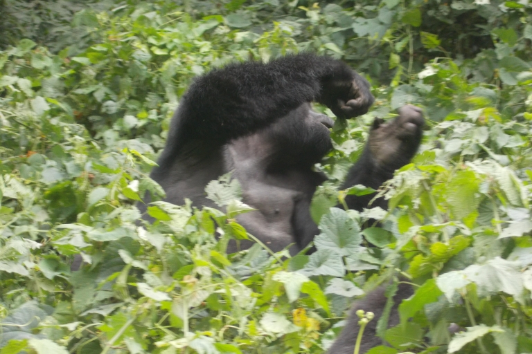 Excursión de 3 días a los gorilas de Bwindi