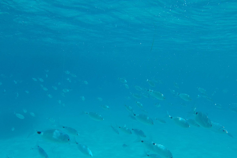 Cargèse: Capo Rosso Snorkeling Adventure with Boat Ride