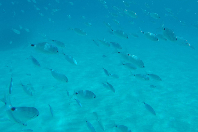 Cargèse: Capo Rosso Snorkeling Adventure with Boat Ride