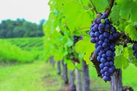 Tour de vinos de día completo - Housity