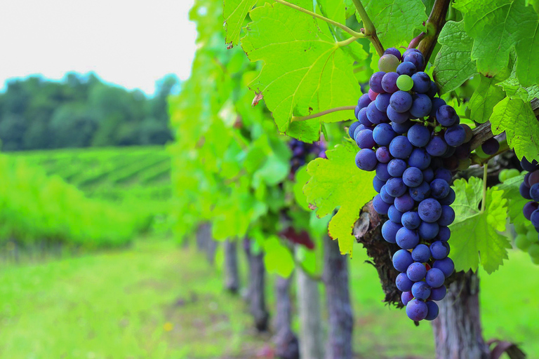 Tour vinícola de día entero por la región del Médoc