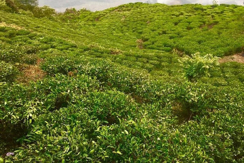 Pokhara: Day Hike Lwang-Ghalel Tea Garden and Mountain Views