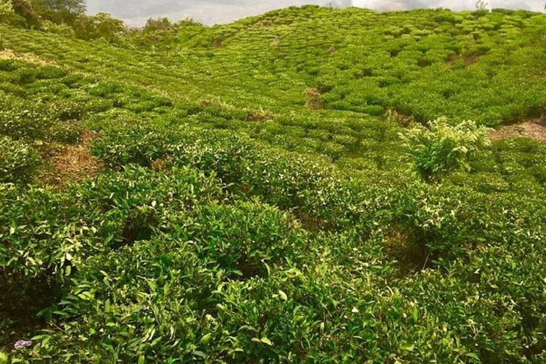 Pokhara: Day Hike Lwang-Ghalel Tea Garden and Mountain Views