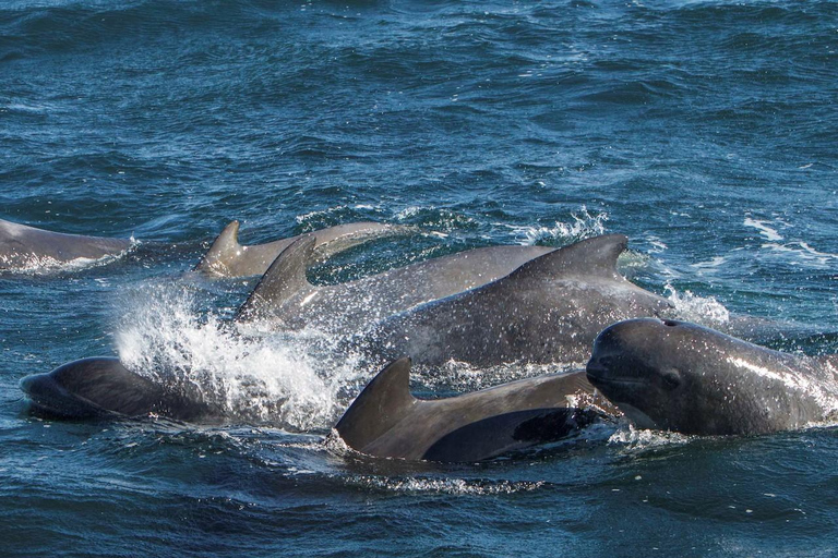 Ólafsvík: Whale Watching Tour