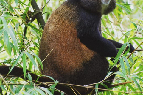4-Day Gorillas and Golden Monkeys Safari Rwanda to Uganda