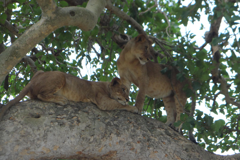 Uganda: 12-dniowe luksusowe safari z trekkingiem goryli