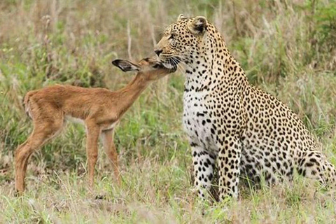 From Delhi: Full-Day Jaipur Tour with Jhalana Safari Tour with Transportation and Guide only