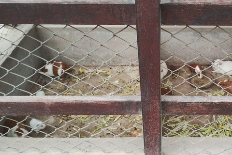 Huaca Pucllana & Parque del Olivar Tour